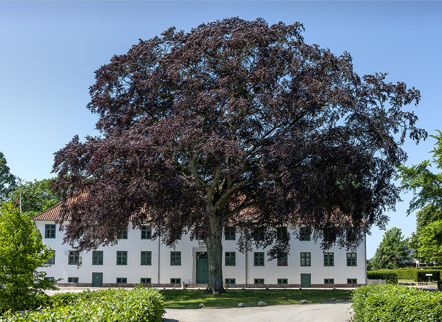 Den store blodbøg foran Den Ostenfeldske Stiftelse er plantet kort efter, at huset stod færdigt i 1840. Foto: Jørgen Bausager