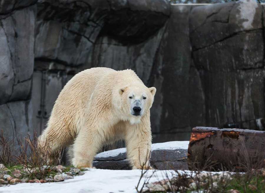 For at de kan blive stimuleret af duftstoffer fra fremmede dyr, vil andre af Zoologisk Haves bjørne blive lukket ind i anlægget, når isbjørnene ikke selv er der. Foto: Michael Petersen