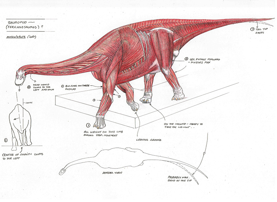 En 11 meter lang planteædende sauropod er blandt de dinosaurtyper, man har fundet spor af, og som der nu bygges en model af. Tegning: John Sibbick