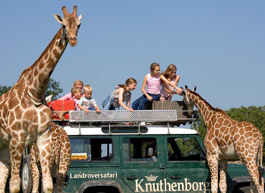 Knuthenborg Safaripark har omkring 230.000 besøgende om året. Foto: Finn Brasen