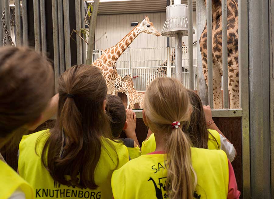 Skolebørn kan få undervisning tæt på girafferne i stalden, der ellers ikke er for besøgende. Foto: Finn Brasen