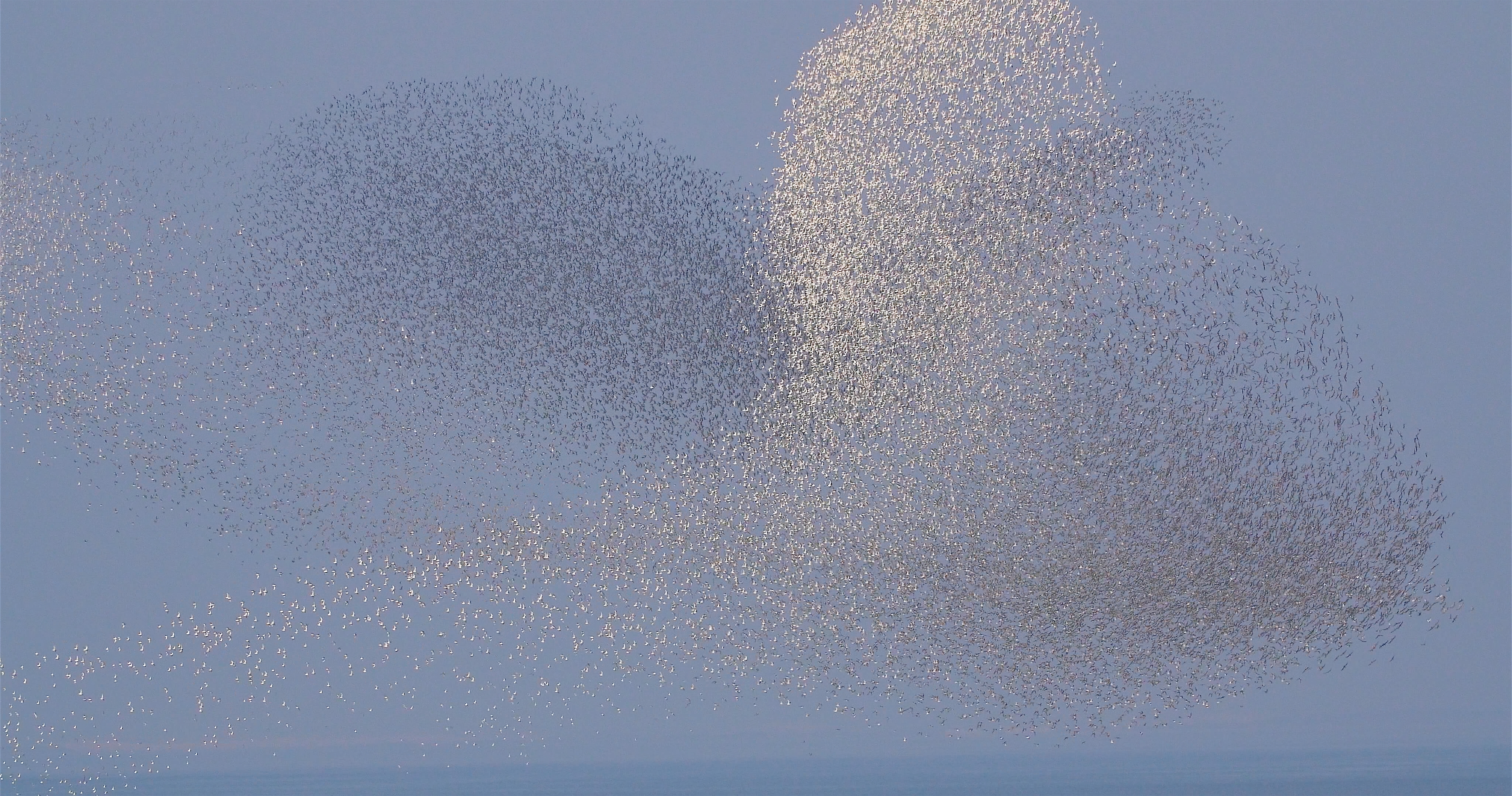 Sværme af vandrefalke er nogle af de fugle, der trækker gennem Vadehavet. Foto: Vadehavscentret
