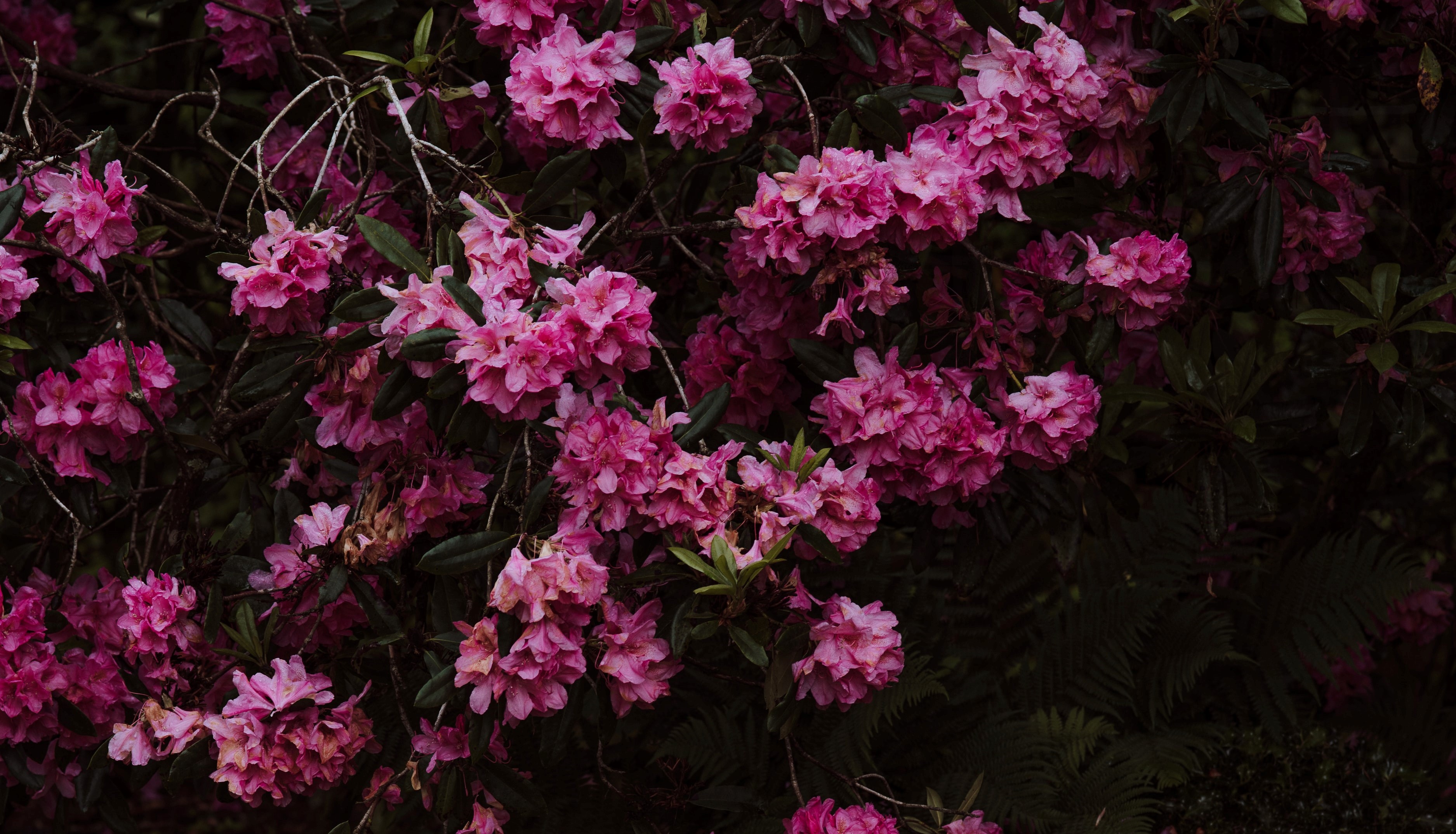 Rhododendronbed i Botanisk Have er reddet. Foto: Annie Spratt